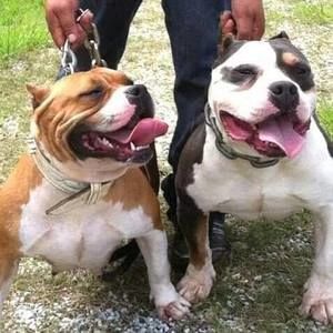 Meet your Posher, Antonyo